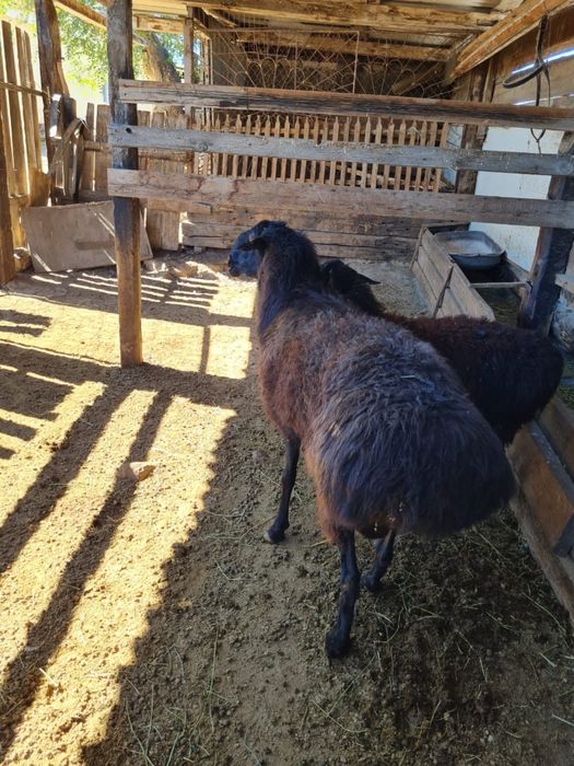 Кошкар сатамын Едильбай