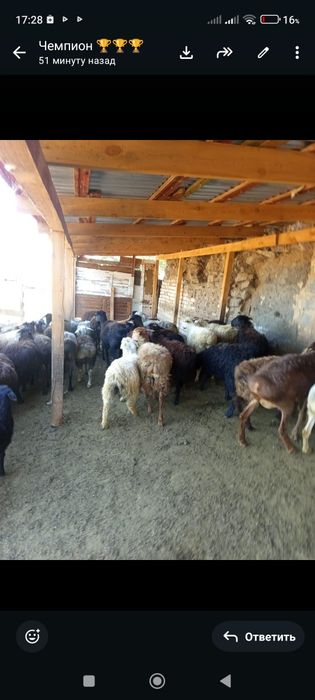 Продам баранов, багланов