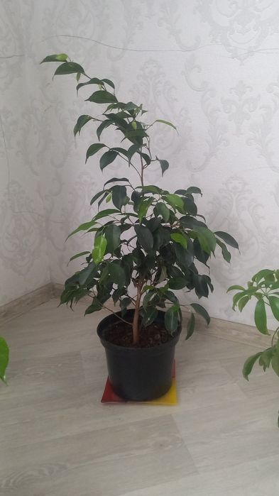 Комнатние растения