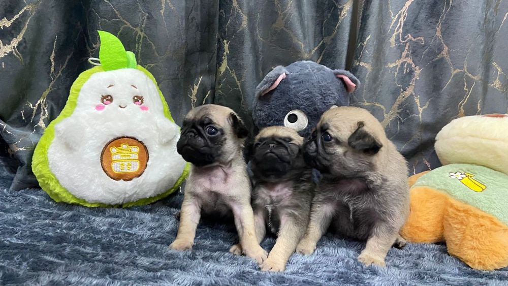 Очаровательные щенки мопса.