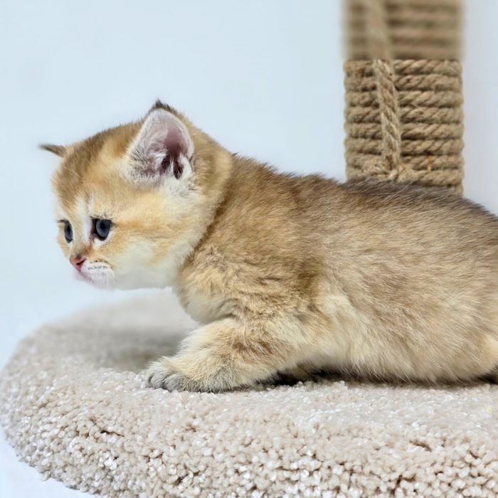 плюшки бриТансКие