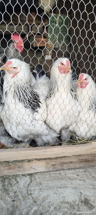 3 cocoși disponibili