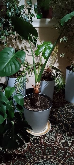 Цветы гуллар декоративные