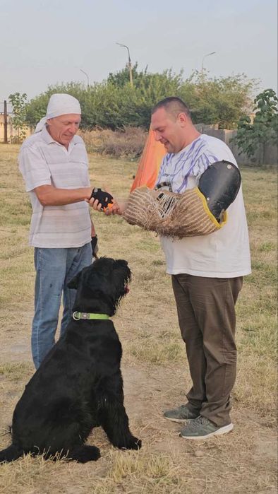 Кинолог дрессировка собак