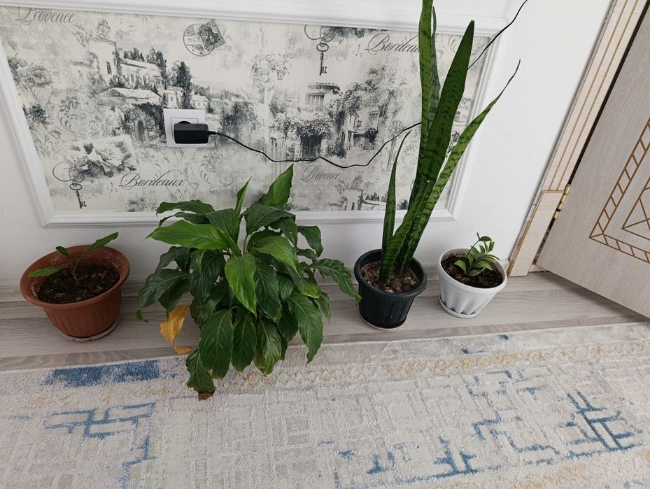 Гул сатылады.багасы келисимди