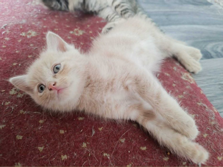 Отдам котят в добрые руки