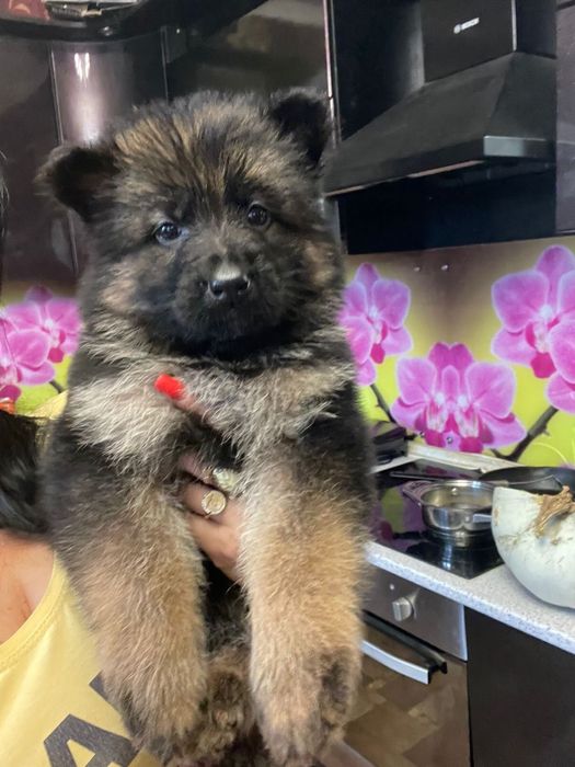 Щенки немецкой овчарки