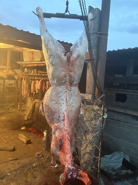 Байтал сатылады семиз