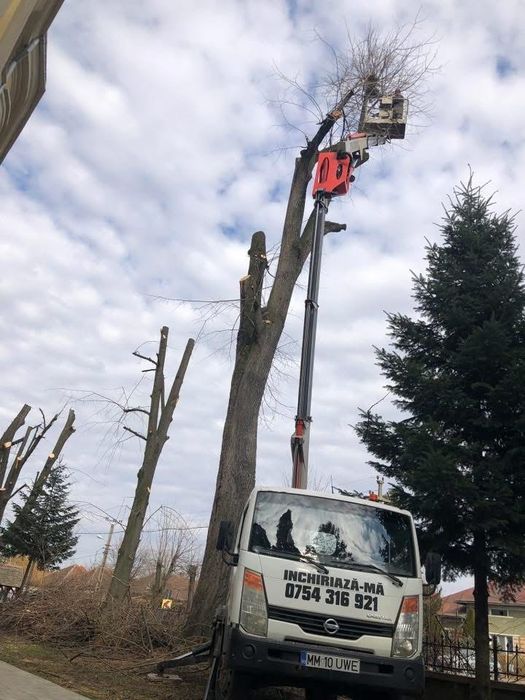 Toaletari , taiere , defrisare si cosmetizare copaci