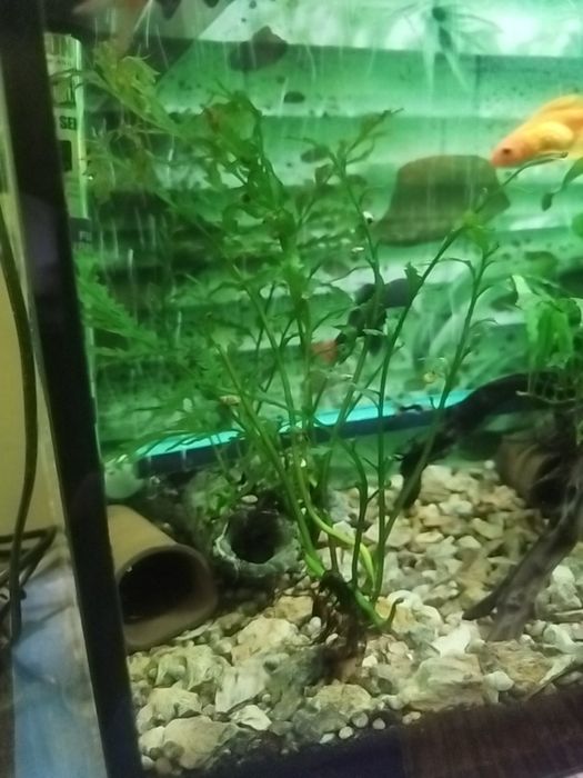 Аквариумные растения