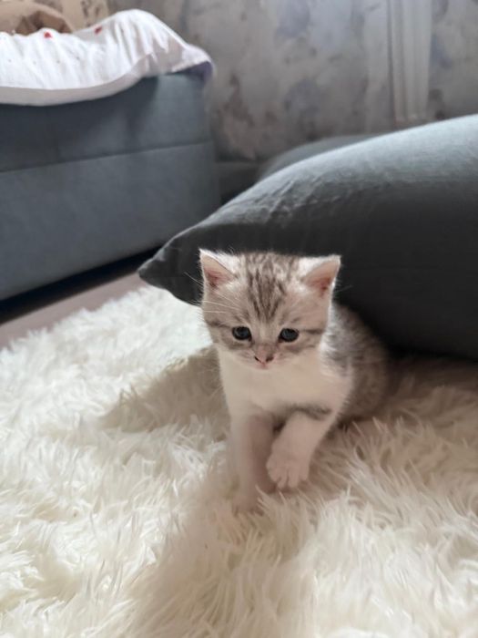 Котики пародистые