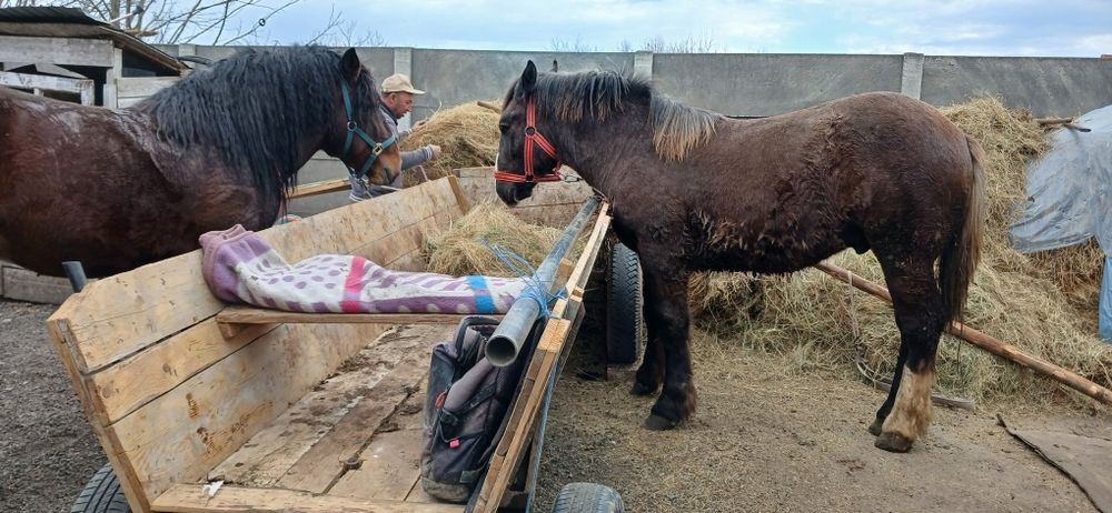 Vând 3 manji cuminți