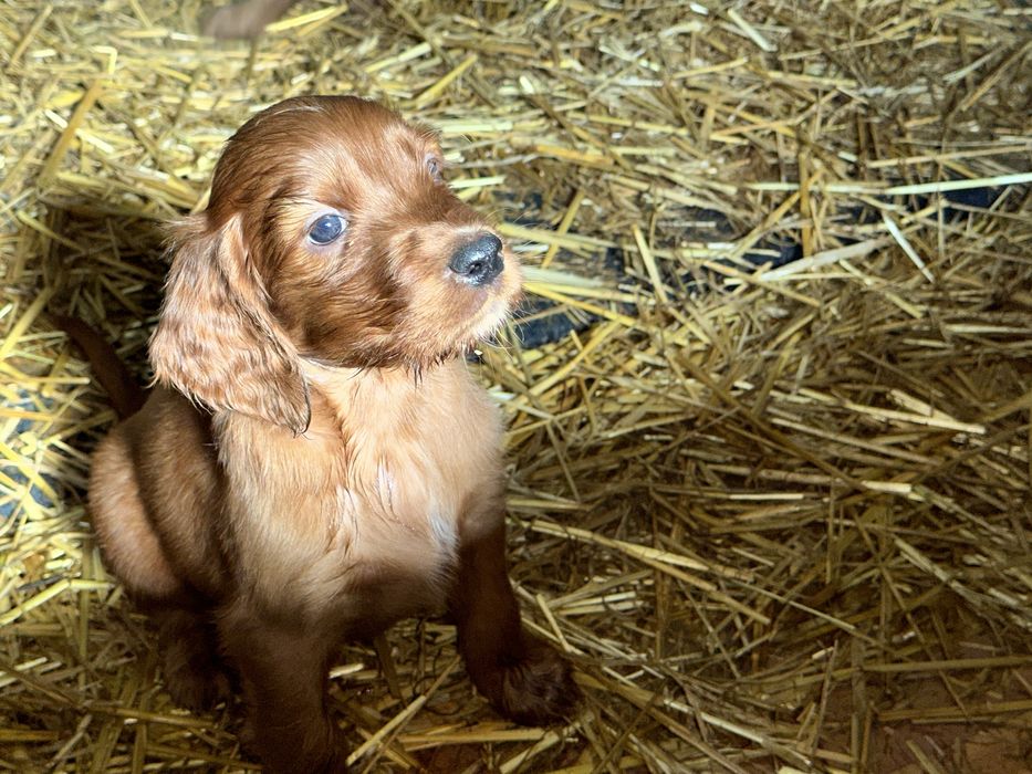 Ирланский сеттер