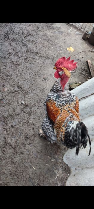 Vând: COCOȘ de anul acesta