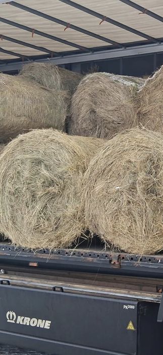 Baloti fan sau lucerna  rotunzi min.40.Drept.500. Tranp.inclus>RO UE
L