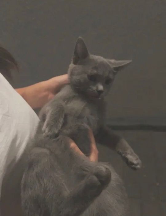 Котенок , девочка Срочно ищет хозяина!!!