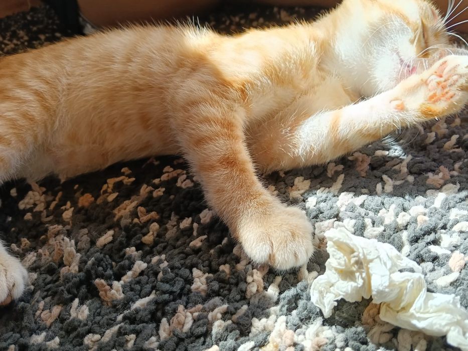 Donez2 puiuți  pisic