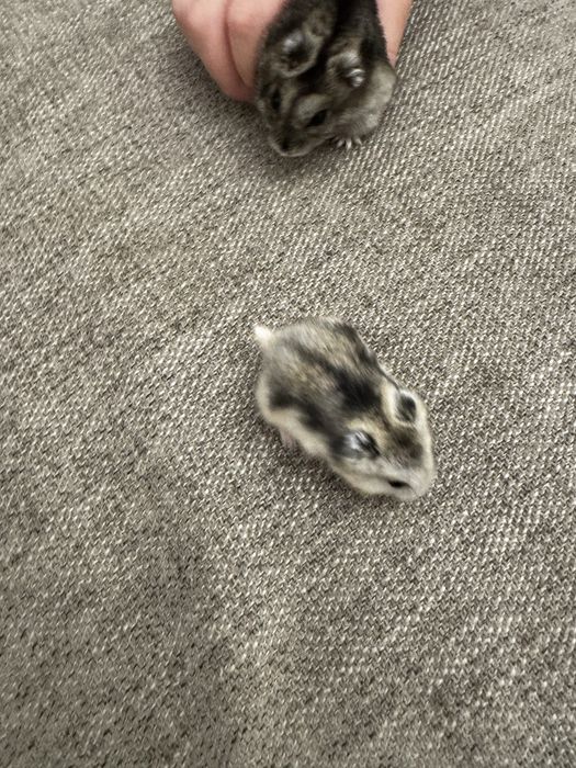 Хояк джунгарский