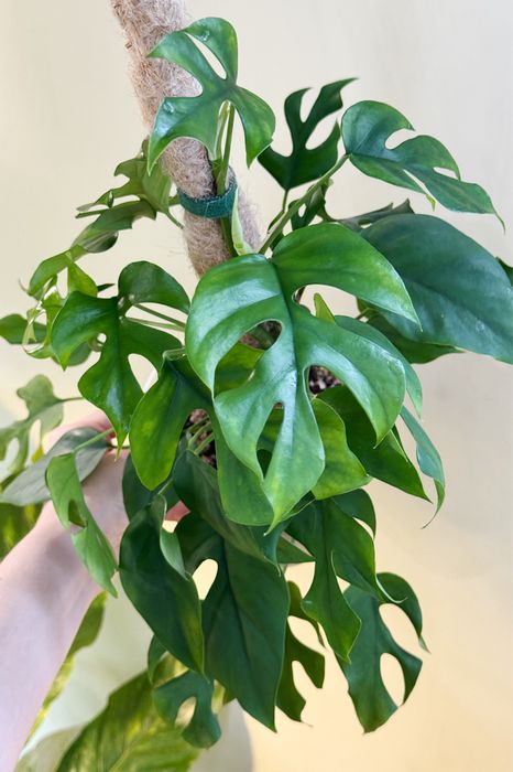 Монстера делициоза, рафидофора тетрасперма