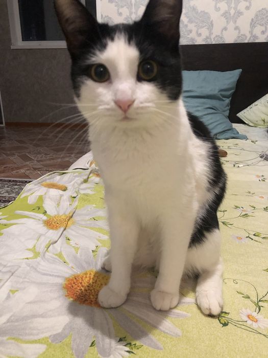 Отдам в добрые руки