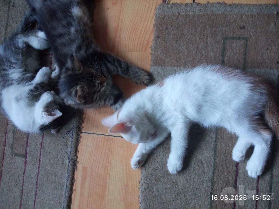 Котята бесплатно. Мушукчалар текинга