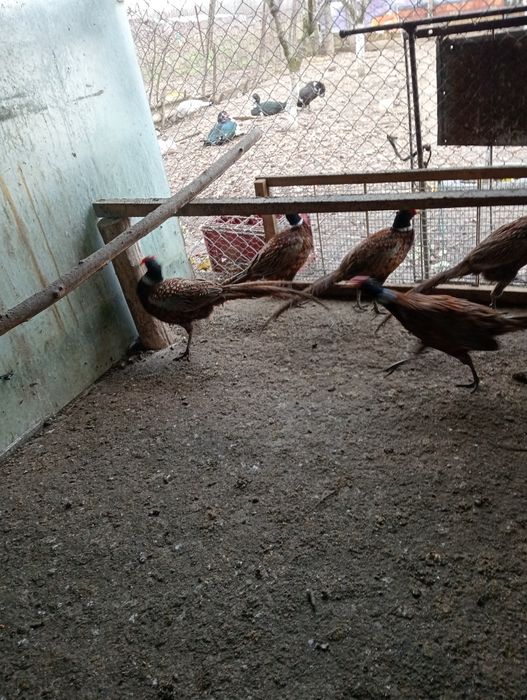 Vând păuni și fazani