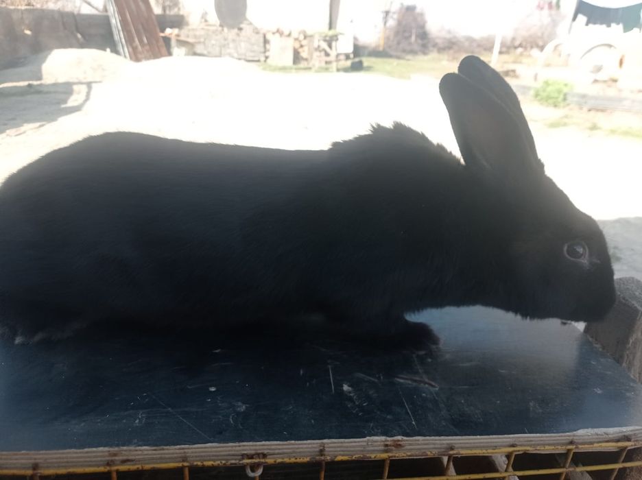 Продаются  кролики