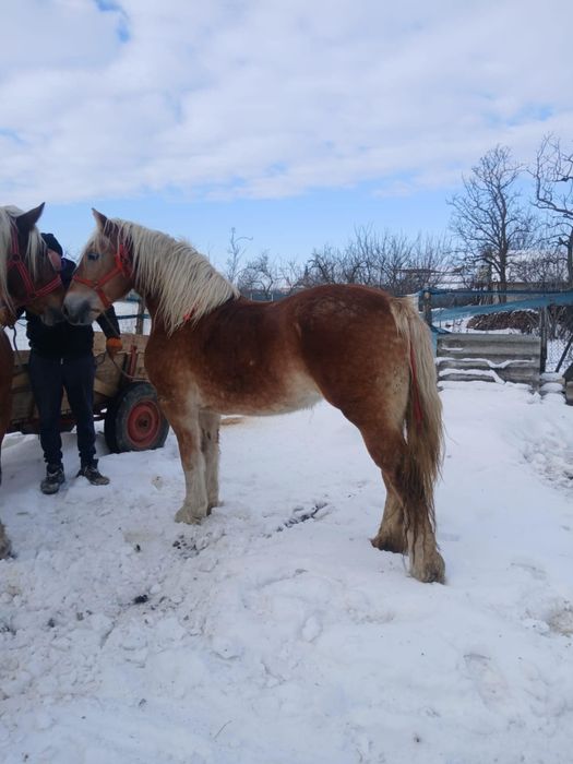 Vand iapa in varsta de 6 ani