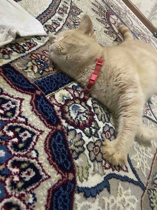 Кошка короткошерстная британка