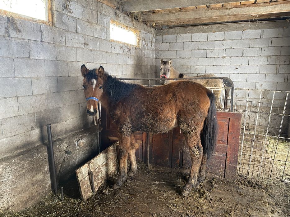 Продам двух лошадей на согым