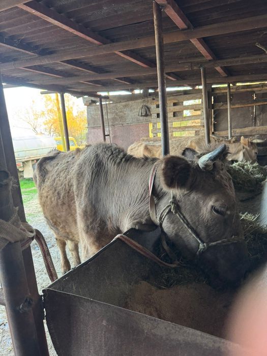 Продам корову с телёнком