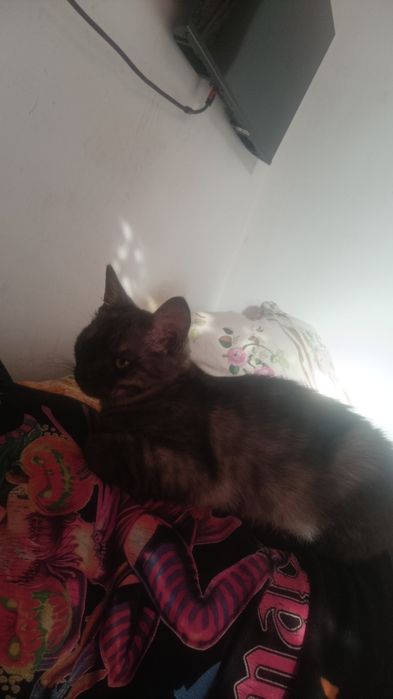 Продам Шотландскую девочку