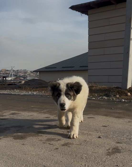 Срочна сатлады кушік алабай