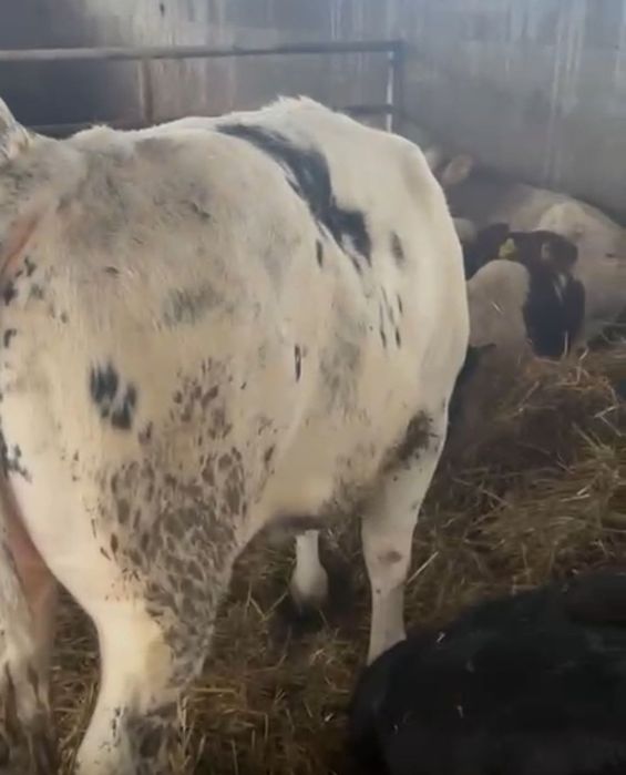 Tăurasi de vânzare