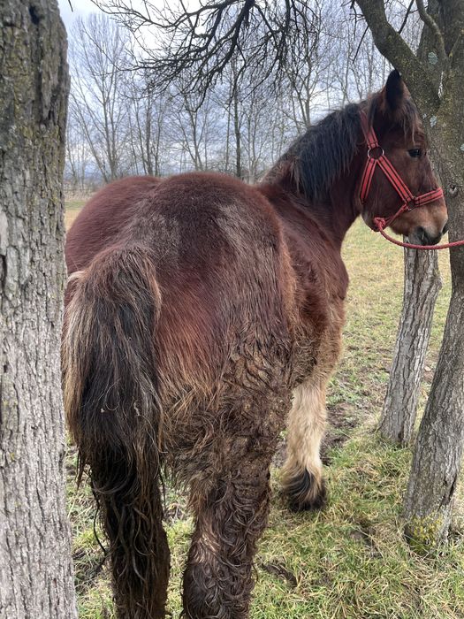 Manz ardenez  de vanzare