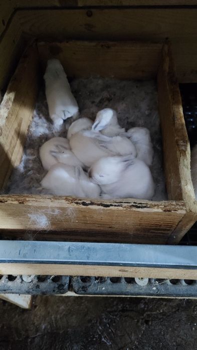 Калифорнийски зайци