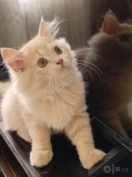 Продается котенок