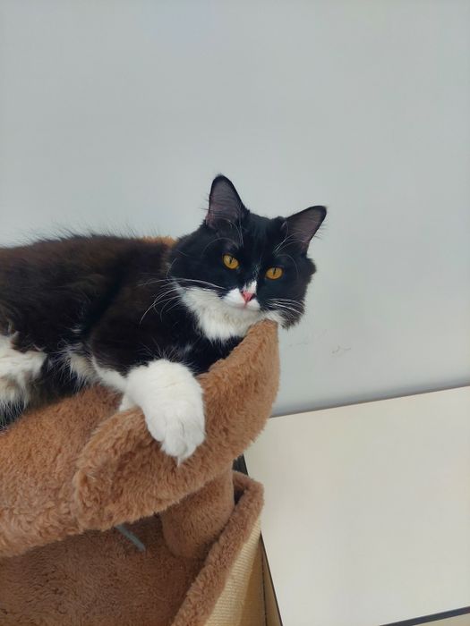 Котенок  кастрированный Феликс