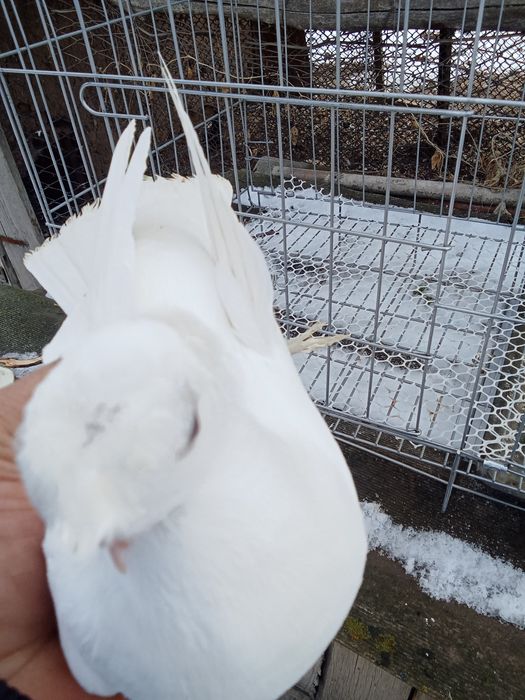 Продам голубей хороших