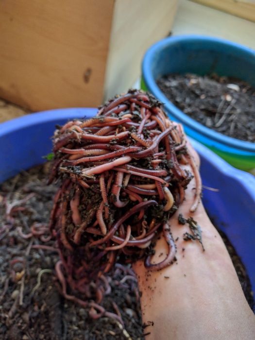 ЗЕМЕН Червей Едър  50 euro лв кг  35 euro лв , Микс , кутийката 2 euro