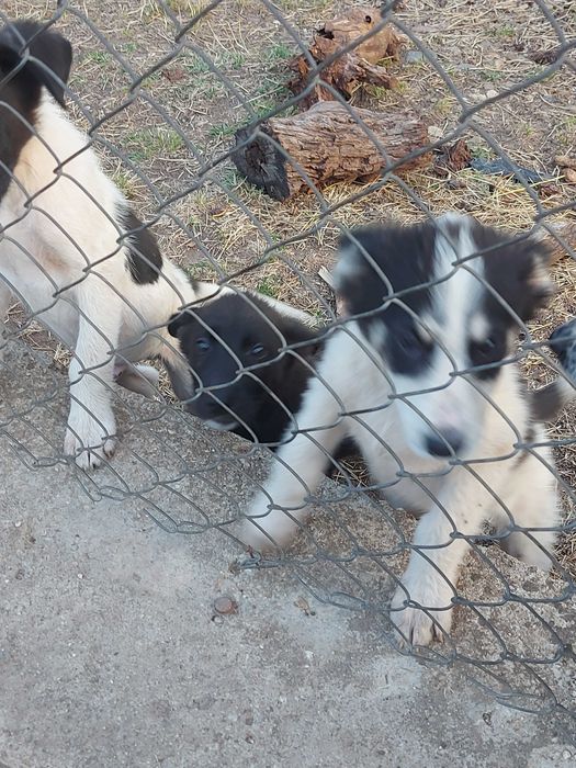 Подаряване кученца