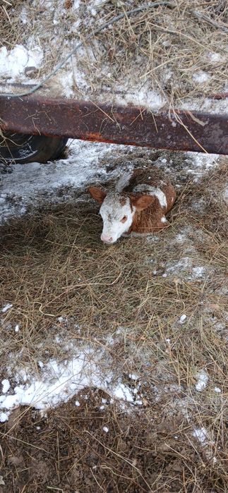 Vand vaci cu vitei langa ele