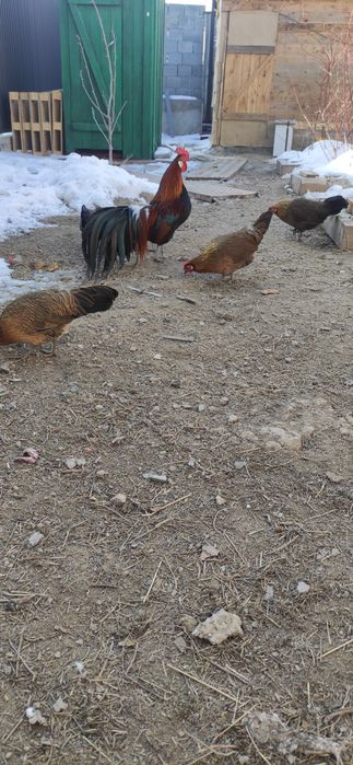 продам парочку кур Феникс