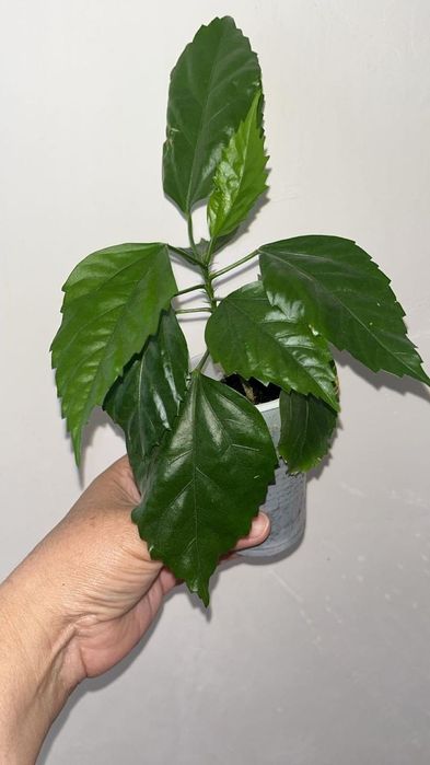 Цветочки разные по доступной цене