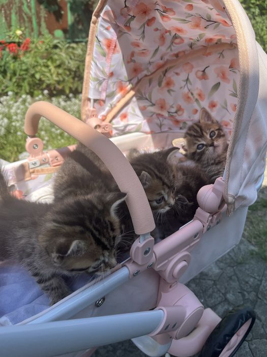 Отдам котят , мать британка
