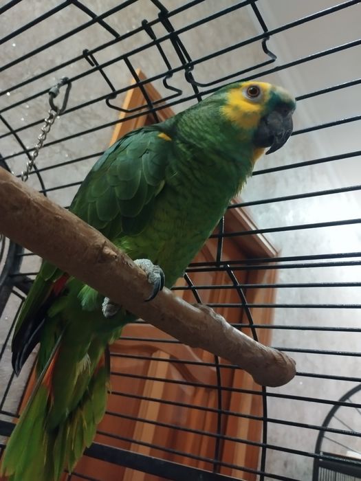 Продам попугая Амазон