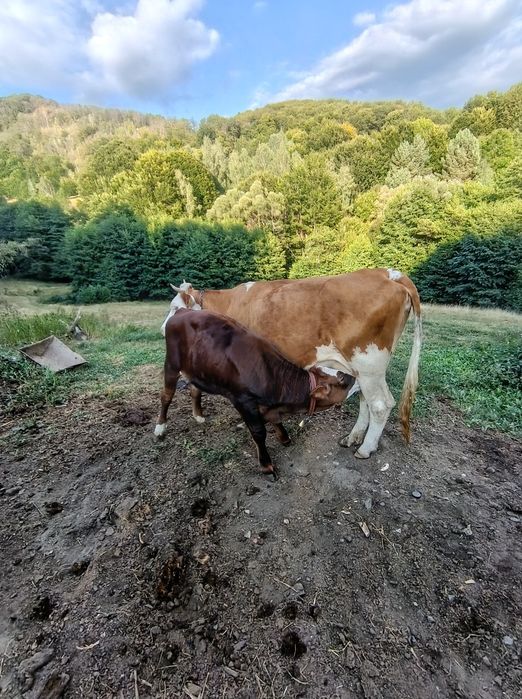 Viței de vânzare