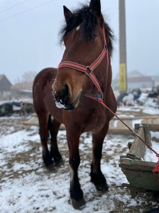 Manza de 3 ani de vânzare!!!