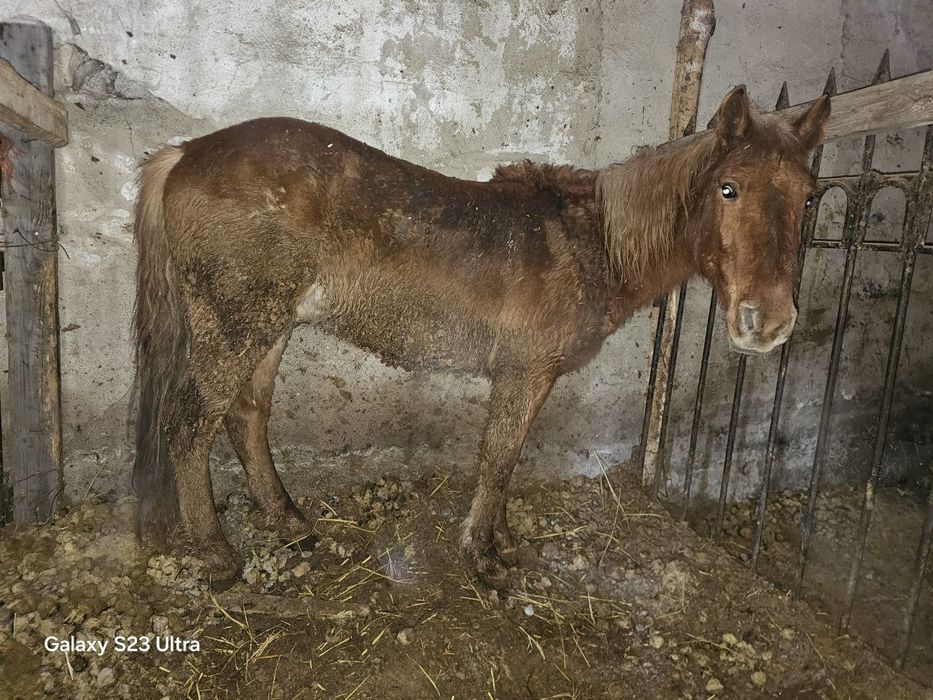 Семыз жылкы сатылады