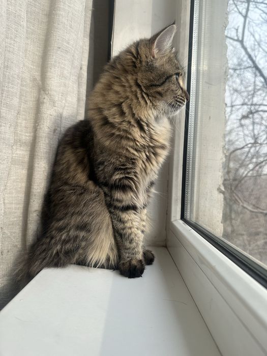 Кошечка Николь , 8 месяцев